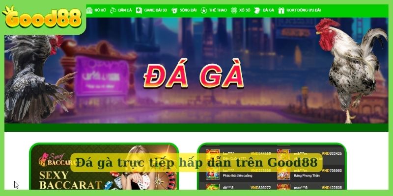 Đá gà trực tiếp hấp dẫn trên Good88